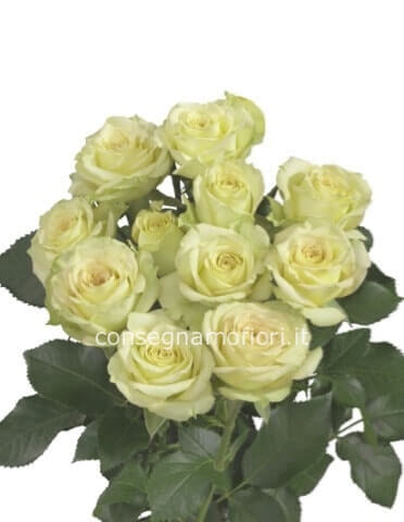 Roselline colore bianco da comporre in mazzo per numero di steli.