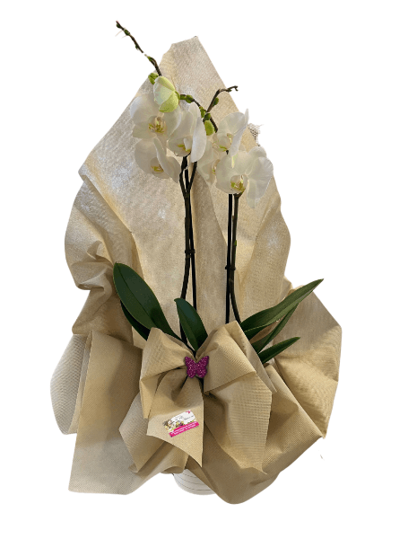 Pianta di Orchidea Phaleonopsis, diversi colori a richiesta.