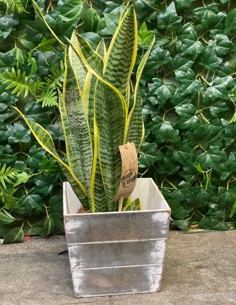 Pianta di Sansevieria