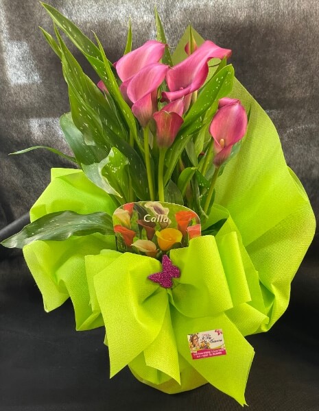 Pianta di Calla